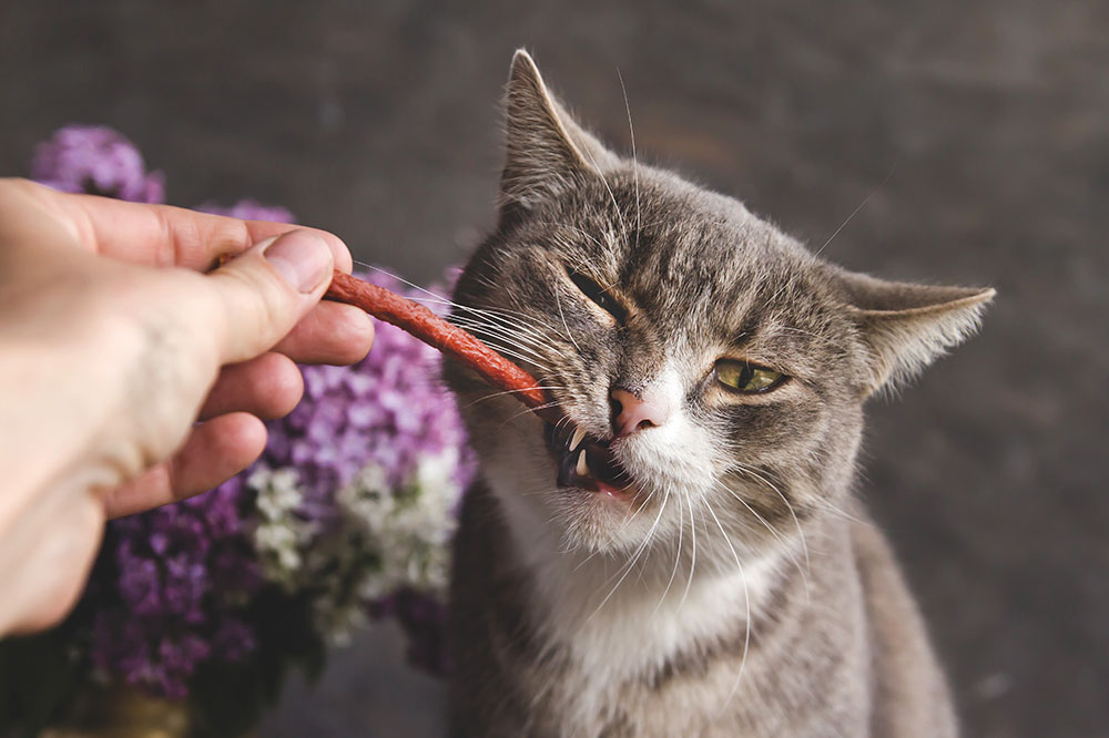 5 Essential Nutrients to Look for in Cat Treats