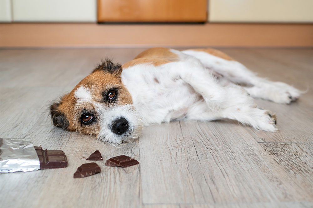 5 Human Foods Fatal for Pets