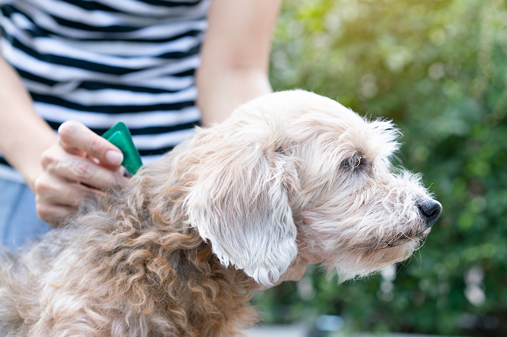 Effective Remedies for Fleas and Ticks on Dogs